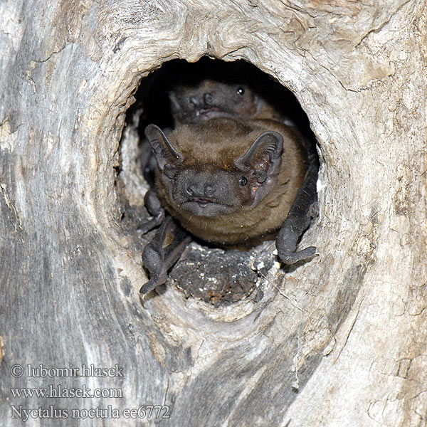 Nyctalus noctula Common Noctule Großer Abendsegler Netopýr rezavý Borowiec wielki Рыжая вечерница 褐山蝠 Nozigell voutin Ръждив вечерник Nòctul gros Brunflagermus Noctule commune Nottola comune Gau-saguzar ertain Morcego rubio Rudasis nakviša Rőt koraidenevér Rosse vleermuis Storflaggermus Morcego arborícola grande Isolepakko Stor fladdermus ค้างคาวกินแมลงนิ้วสั้น Вечірниця дозірна Raniak hrdzavý