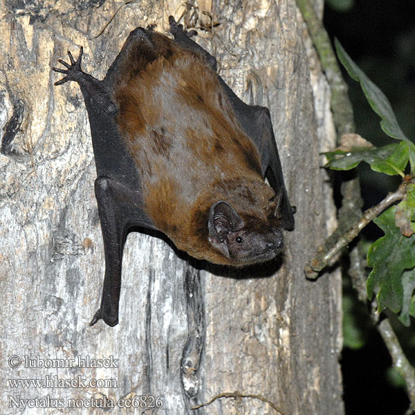 Реферат: Рыжая вечерница (nyctalus noctula)