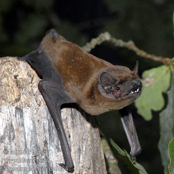 ค้างคาวกินแมลงนิ้วสั้น Вечірниця дозірна Raniak hrdzavý Nyctalus noctula Common Noctule Großer Abendsegler Netopýr rezavý Borowiec wielki Рыжая вечерница 褐山蝠 Nozigell voutin Ръждив вечерник Nòctul gros Brunflagermus Noctule commune Nottola comune Gau-saguzar ertain Morcego rubio Rudasis nakviša Rőt koraidenevér Rosse vleermuis Storflaggermus Morcego arborícola grande Isolepakko Stor fladdermus