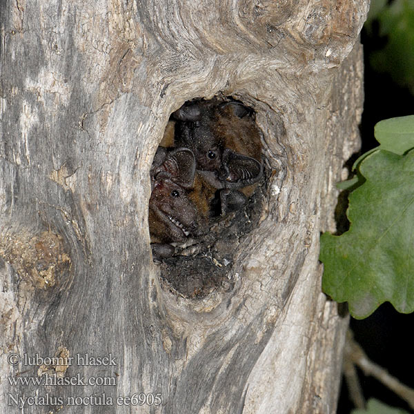 Common Noctule Großer Abendsegler Netopýr rezavý Borowiec wielki Рыжая вечерница 褐山蝠 Nozigell voutin Ръждив вечерник Nòctul gros Brunflagermus Noctule commune Nottola comune Gau-saguzar ertain Morcego rubio Rudasis nakviša Rőt koraidenevér Rosse vleermuis Storflaggermus Morcego arborícola grande Isolepakko Stor fladdermus ค้างคาวกินแมลงนิ้วสั้น Вечірниця дозірна Raniak hrdzavý Nyctalus noctula