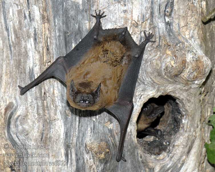 Реферат: Рыжая вечерница (nyctalus noctula)