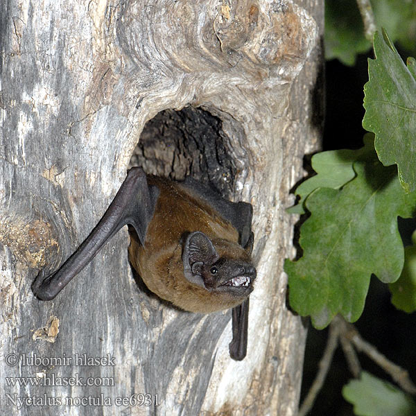 Реферат: Рыжая вечерница (nyctalus noctula)