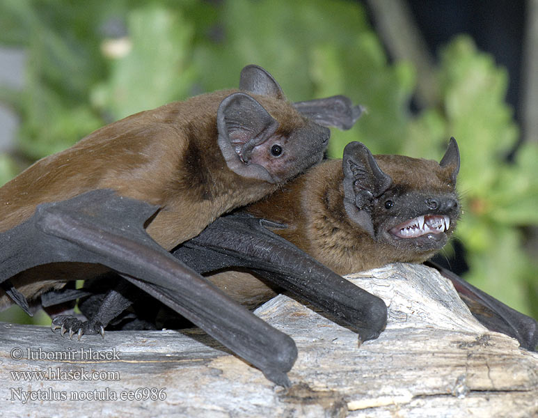 Реферат: Рыжая вечерница (nyctalus noctula)