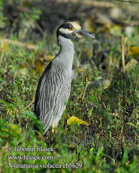 Nyctanassa violacea Kvakoš žlutočelý Gulkronet Nathejre Krabben-Nachtreiher Krabbenreiher Bancroft's night Heron Yellow crowned Night Heron Yellow-crowned Night-Heron Garza Nocturna Coroniamarilla Sabacú Garza-nocturna Martinete Cabecipinto Coronado Coronigualdo Garza Nocturna Coroniamarilla Rey Congo Cabeza Amarilla Coroniclara pedrete corona clara Krabi-ööhaigur Kruunuyöhaikara Bihoreau calotte jaune Bihoreau violacé Crabier Kòk lannwit kouwòn jòn Nitticora capogiallo corona gialla violacea シラガゴイ Geelkruinkwak Gulkronehegre Slepowron zóltoczelny Dorminhoco Matirao matirão sabacu Savacu Savacu-de-coroa Кваква желтоголовая Bučiak fialový Gulkronad natthäger