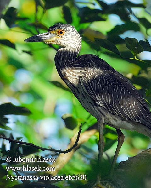 Bancroft's night Heron Yellow crowned Night Heron Yellow-crowned Night-Heron Garza Nocturna Coroniamarilla Sabacú Garza-nocturna Martinete Cabecipinto Coronado Coronigualdo Garza Nocturna Coroniamarilla Rey Congo Cabeza Amarilla Coroniclara pedrete corona clara Krabi-ööhaigur Kruunuyöhaikara Bihoreau calotte jaune Bihoreau violacé Crabier Kòk lannwit kouwòn jòn Nitticora capogiallo corona gialla violacea シラガゴイ Geelkruinkwak Gulkronehegre Slepowron zóltoczelny Dorminhoco Matirao matirão sabacu Savacu Savacu-de-coroa Кваква желтоголовая Bučiak fialový Gulkronad natthäger Nyctanassa violacea Kvakoš žlutočelý Gulkronet Nathejre Krabben-Nachtreiher Krabbenreiher