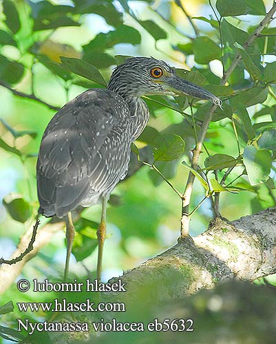 Garza Nocturna Coroniamarilla Sabacú Garza-nocturna Martinete Cabecipinto Coronado Coronigualdo Garza Nocturna Coroniamarilla Rey Congo Cabeza Amarilla Coroniclara pedrete corona clara Krabi-ööhaigur Kruunuyöhaikara Bihoreau calotte jaune Bihoreau violacé Crabier Kòk lannwit kouwòn jòn Nitticora capogiallo corona gialla violacea シラガゴイ Geelkruinkwak Gulkronehegre Slepowron zóltoczelny Dorminhoco Matirao matirão sabacu Savacu Savacu-de-coroa Кваква желтоголовая Bučiak fialový Gulkronad natthäger Nyctanassa violacea Kvakoš žlutočelý Gulkronet Nathejre Krabben-Nachtreiher Krabbenreiher Bancroft's night Heron Yellow crowned Night Heron Yellow-crowned Night-Heron