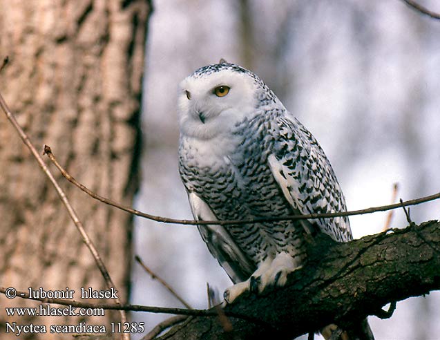 Nyctea scandiaca Bubo scandiacus Snowy Owls Sneugle Tunturipöllö Harfang des neiges Sneeuw uil sneeuwuil Gufo Civetta delle nevi Hóbagoly Schnee-Eule Schneeeule Sowa śnieżna Belaňa tundrová Sovice sněžná sněžní Búho Nival Fjälluggla Bubo scandiacus 雪鸮 Белая сова シロフクロウ 흰올빼미 Coruja-das-neves Біла сова कोकिला