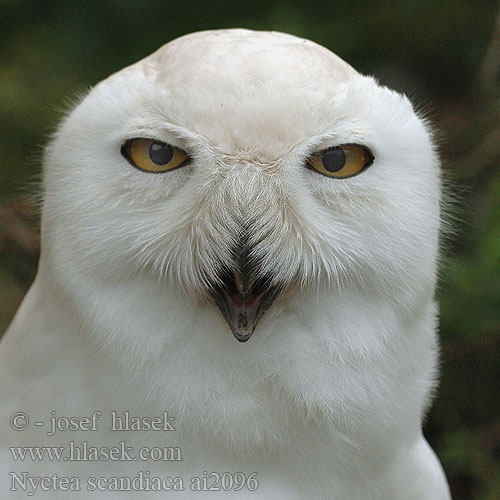 Fjälluggla 雪鸮 Белая сова シロフクロウ 흰올빼미 Coruja-das-neves Біла сова कोकिला Nyctea scandiaca Bubo scandiacus Snowy Owls Sneugle Tunturipöllö Harfang neiges Sneeuw uil sneeuwuil Gufo Civetta delle nevi Hóbagoly Schnee-Eule Schneeeule Sowa śnieżna Belaňa tundrová Sovice sněžná sněžní Búho Nival