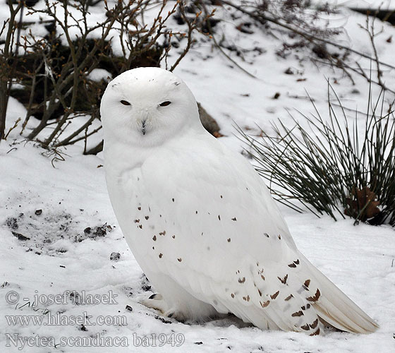 Белая сова シロフクロウ 흰올빼미 Coruja-das-neves Біла сова कोकिला Nyctea scandiaca Bubo scandiacus Snowy Owls Sneugle Tunturipöllö Harfang neiges Sneeuw uil sneeuwuil Gufo Civetta delle nevi Hóbagoly Schnee-Eule Schneeeule Sowa śnieżna Belaňa tundrová Sovice sněžná sněžní Búho Nival Fjälluggla 雪鸮