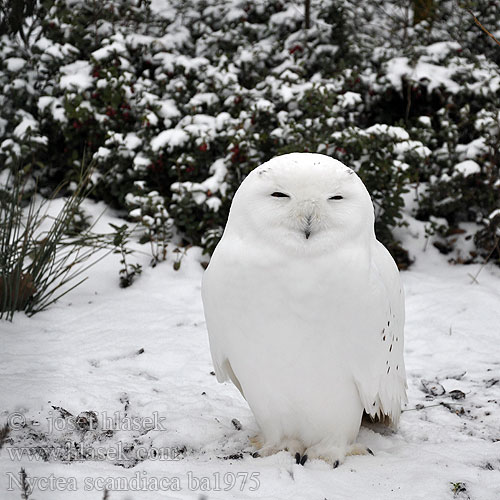 Snowy Owls Sneugle Tunturipöllö Harfang neiges Sneeuw uil sneeuwuil Gufo Civetta delle nevi Hóbagoly Schnee-Eule Schneeeule Sowa śnieżna Belaňa tundrová Sovice sněžná sněžní Búho Nival Fjälluggla 雪鸮 Белая сова シロフクロウ 흰올빼미 Coruja-das-neves Біла сова कोकिला Nyctea scandiaca Bubo scandiacus