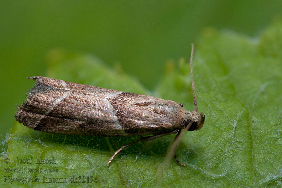 Nyctegretis lineana Zomerduinmot Gråborotmott Skråliniehalvmøl