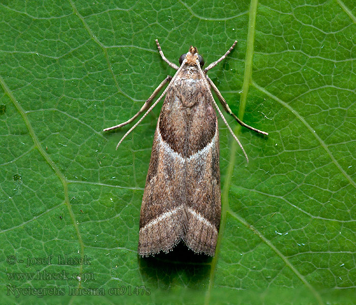 Zomerduinmot Nyctegretis lineana