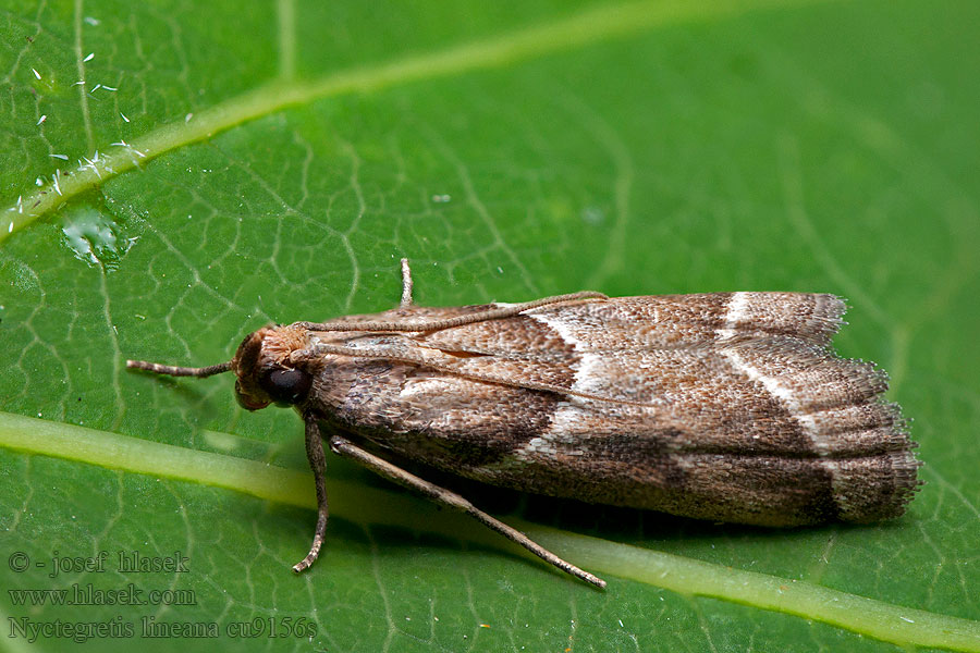 Gråborotmott Nyctegretis lineana