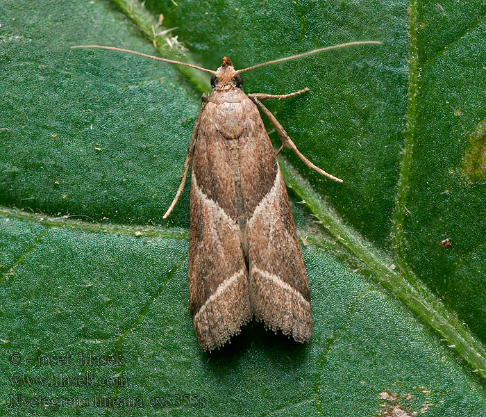 Skråliniehalvmøl Nyctegretis lineana