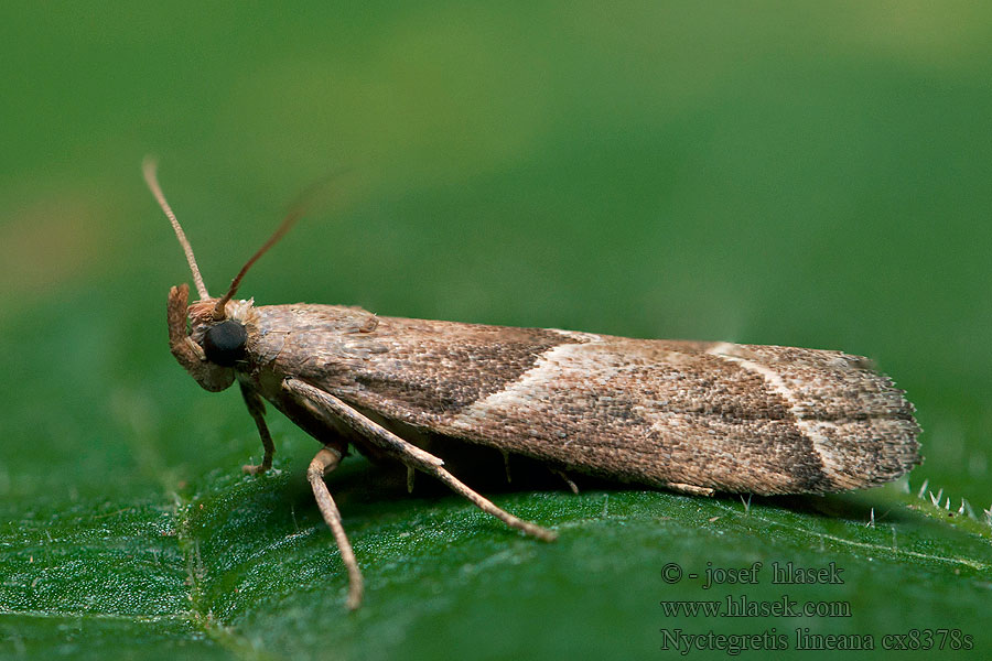 Nyctegretis lineana