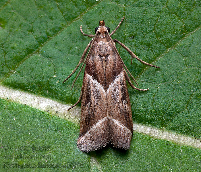 Nyctegretis lineana