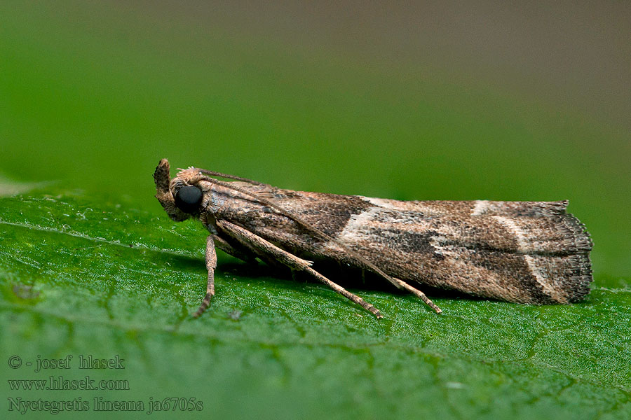 Nyctegretis lineana