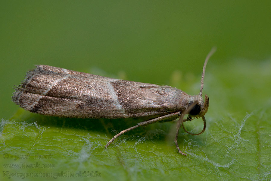 Vijačka trojuholníková Nyctegretis triangulella