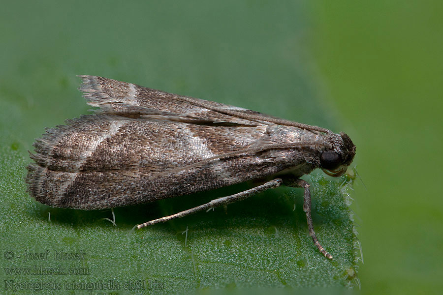 Nyctegretis triangulella