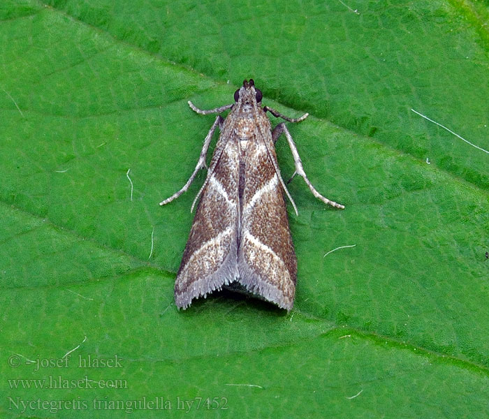 Nyctegretis triangulella Vijačka trojuholníková