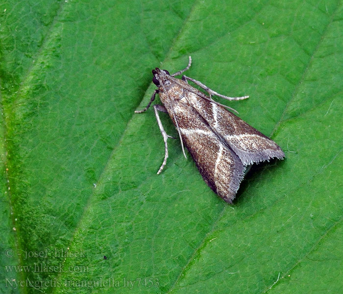 Nyctegretis triangulella Узкокрылая огневка