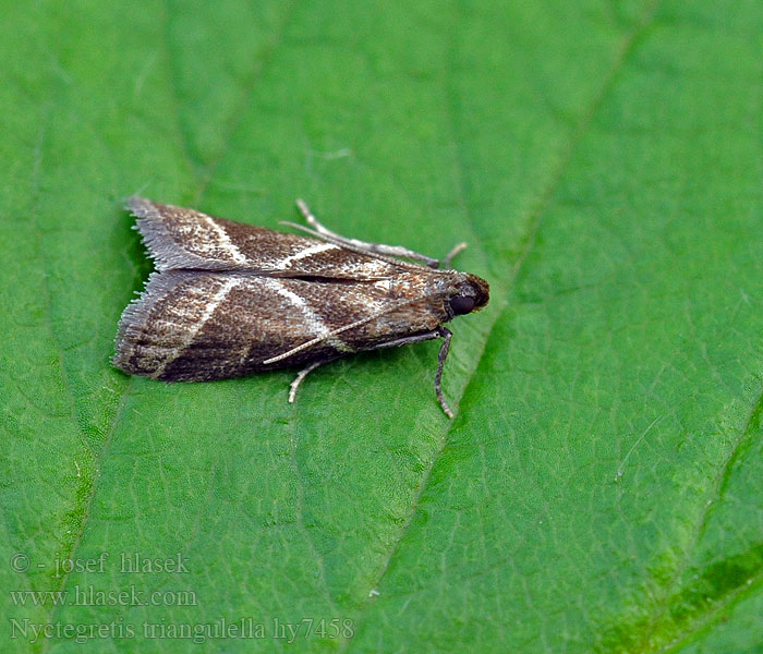 Nyctegretis triangulella Háromszöges karcsúmoly