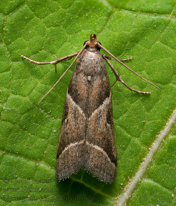 Vijačka trojuholníková Nyctegretis triangulella