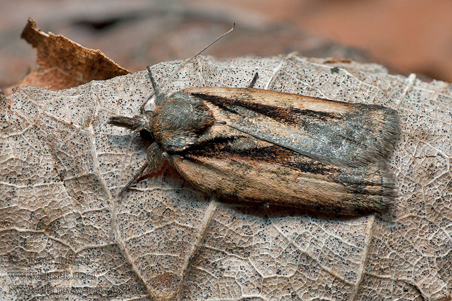 Oak Nycteoline Drobnička Revayho Sarrothripe Revay