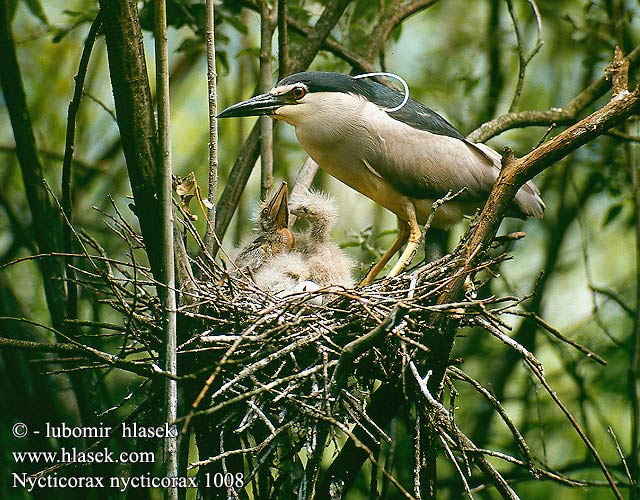 Nycticorax nycticorax Night Heron Nachtreiher Bihoreau gris Martinete Común Kvakoš noční Ślepowron Nathejre Kwak Yöhaikara Heron bihoreau Nitticora Natthegre Natthäger Кваква обыкновенная Bakcsó Bučiak Chavkoš nočný Nakts gārnis Ööhaigur 夜鷺 Кваква ゴイサギ الواق الأخضر الصغير 해오라기 Νυχτοκόρακας Goraz Socó-taquari Квак Gewone Nagreier Gece Balıkçılı אנפת לילה Vakka