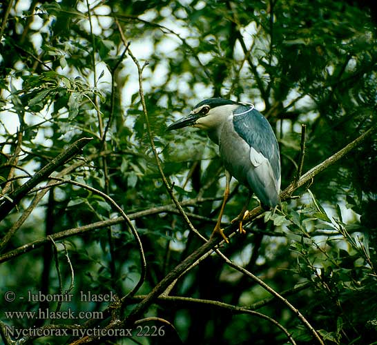 Nycticorax nycticorax 2226