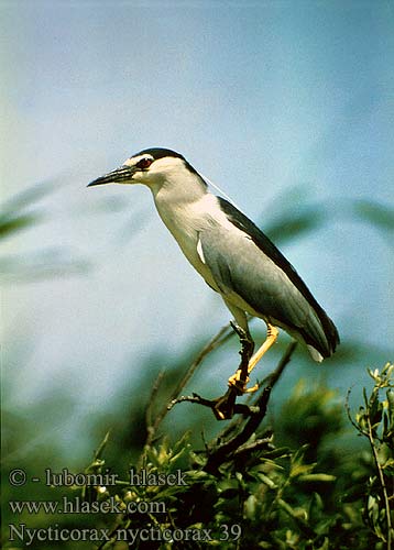 Nycticorax nycticorax 39