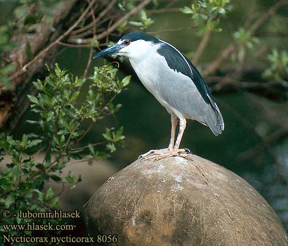 Nycticorax nycticorax 8056