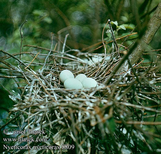 Nycticorax nycticorax 8809