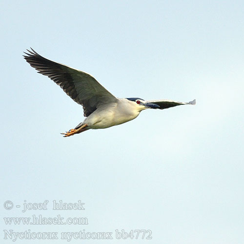 Nycticorax nycticorax bb4772