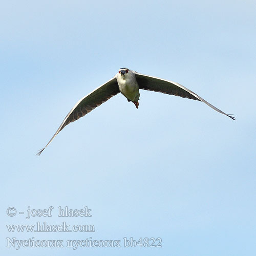 Nycticorax nycticorax bb4822