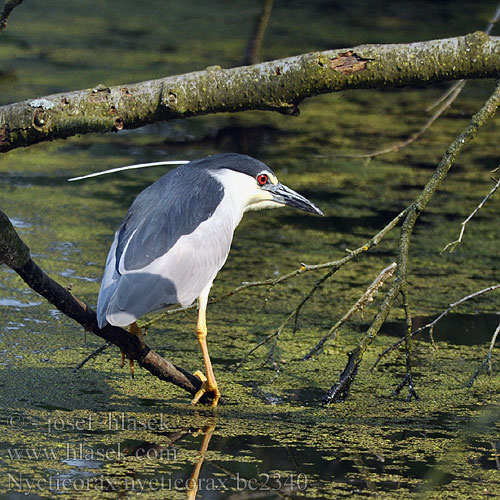 Nycticorax nycticorax bc2340