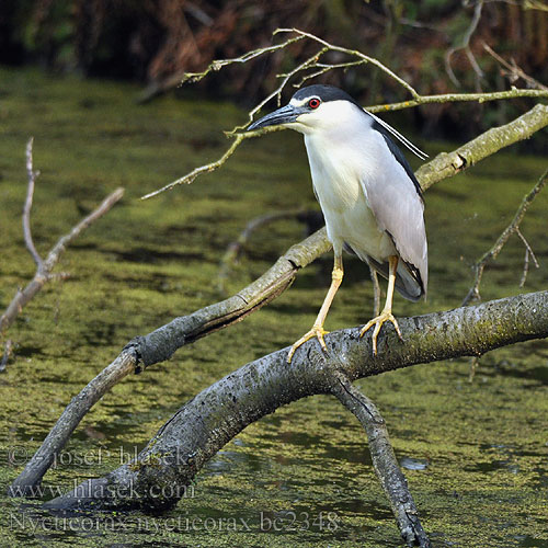 Nycticorax nycticorax bc2348