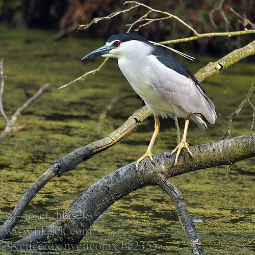 Nycticorax nycticorax bc2355