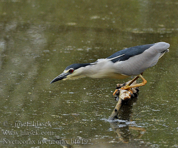 Nycticorax nycticorax bf6192