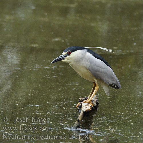 Nycticorax nycticorax bf6198