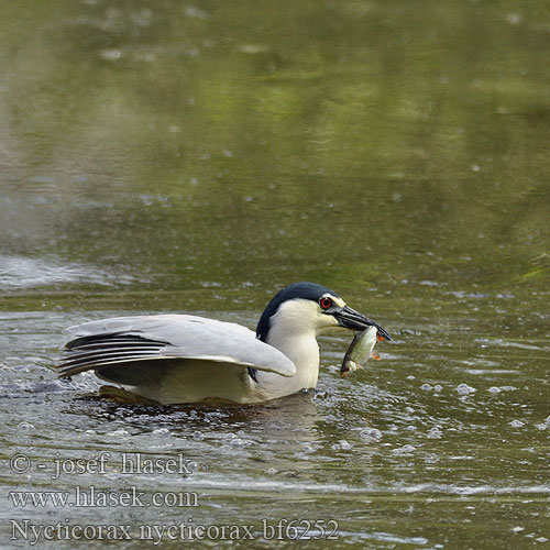 Nycticorax nycticorax bf6252