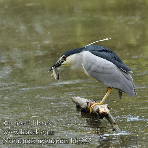 Nycticorax nycticorax bf6255