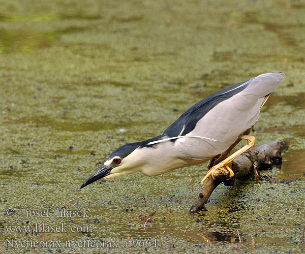 Nycticorax nycticorax bf9664