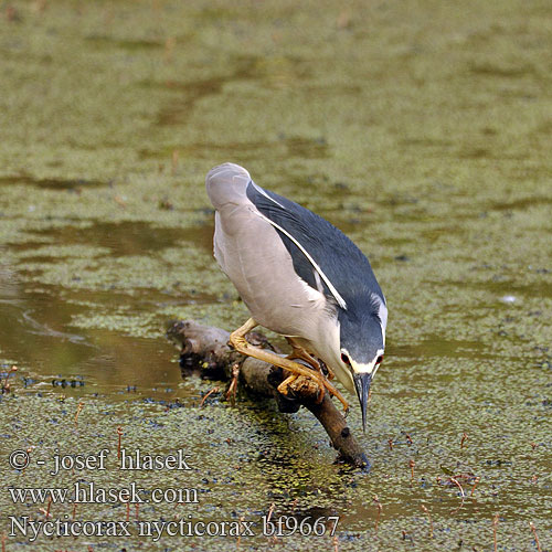 Nycticorax nycticorax bf9667