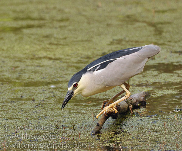 Nycticorax nycticorax bf9672