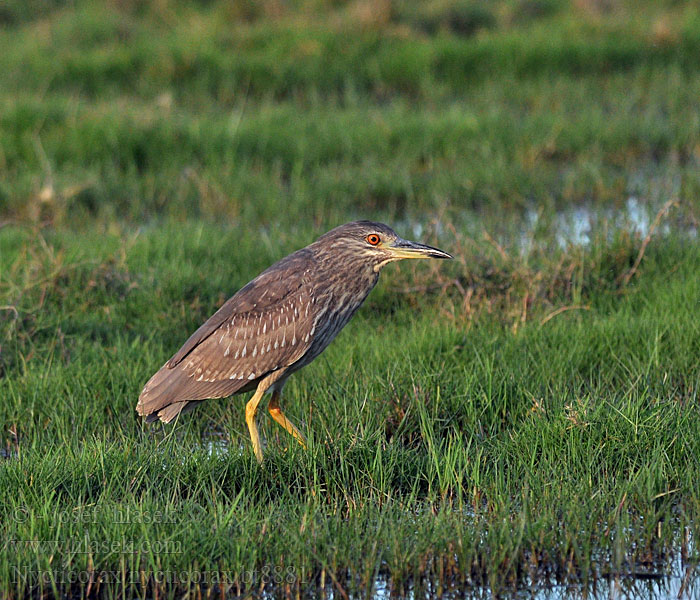 Nycticorax nycticorax Night Heron