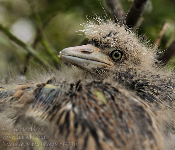 Nycticorax nycticorax Nachtreiher