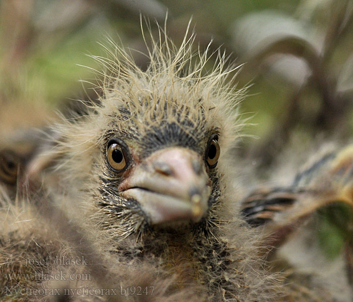 Nycticorax nycticorax Bihoreau gris Martinete Común