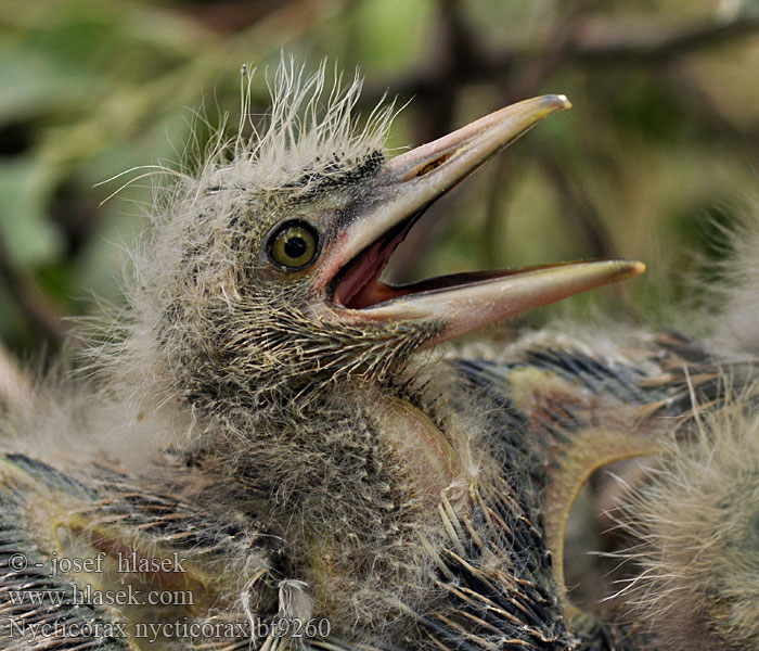 Nycticorax nycticorax Kvakoš noční