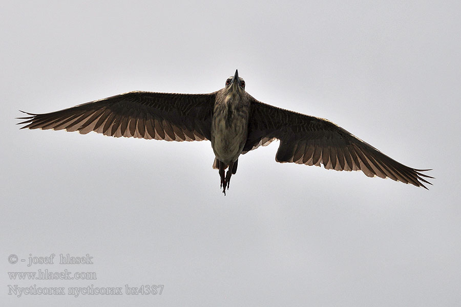 Nycticorax nycticorax